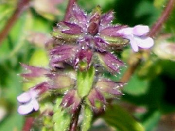 Melittis melissophyllum e Stachys arvensis